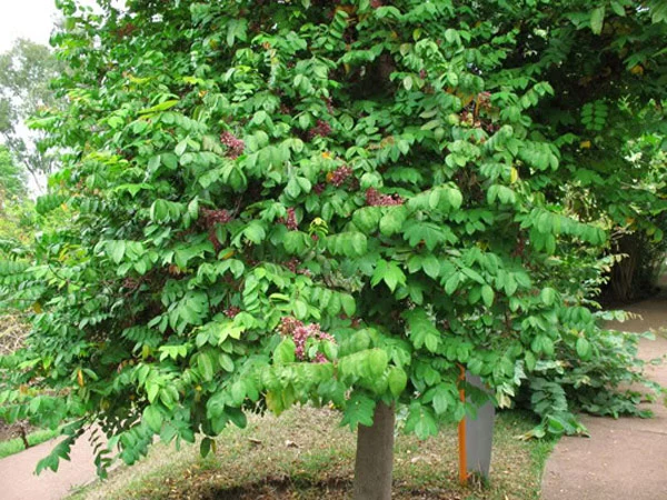 Nằm mơ thấy cây khế trong giấc mơ mang điềm báo tốt hay xấu? 4 Mộng thấy cây khế không có trái