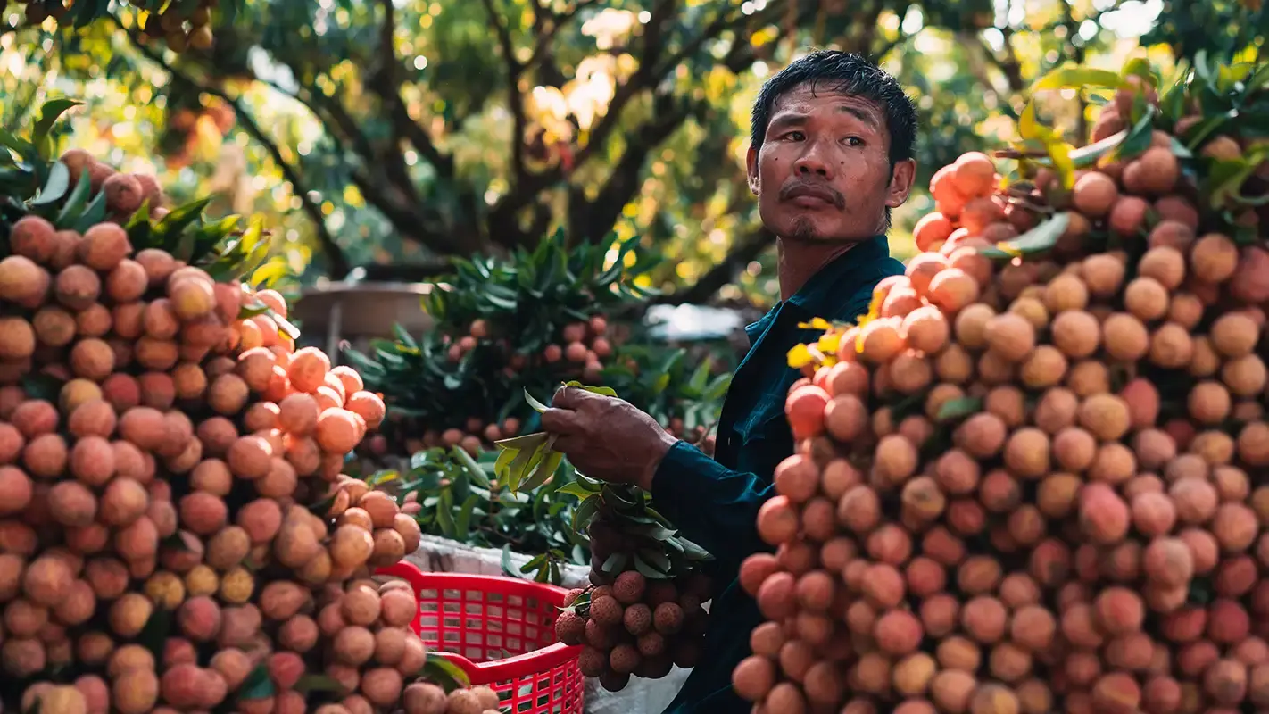 Giải mã giấc mơ thấy quả vải - Điềm báo tốt hay xấu? 6 Chiêm bao thấy đang hái vải